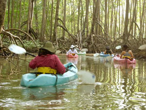 tours_mangrove2.jpg